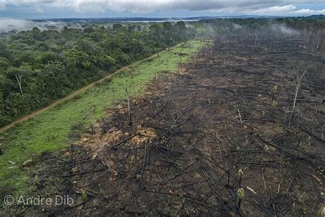 474px x 316px - 2024 - The Amazon rainforest could pass â€œa breaking pointâ€ by 2050