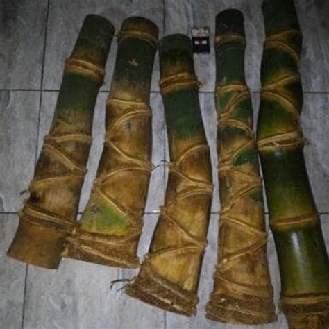 10 jenis bambu petuk Jual Bambu Patil Lele Terlengkap & Terbaik - Harga Murah October 2021