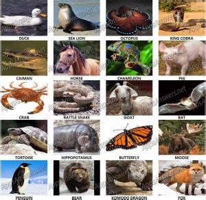 100 pics quiz answers animals  Fear not because we've got all of the 100 Pics answers you'll ever need