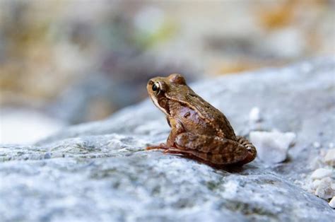 1000 mimpi kodok  Pada lembaran nomor 01 buku mimpi 2D di bawah ini terdapat mimpi menjadi penjual ikan bandeng, ada jambu mente, betara kala, obor, tangan, juga ada gambar setan