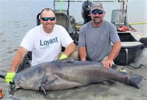 300 pound catfish caught in arkansas river  Note: msl is mean sea level; cfs is cubic feet per second