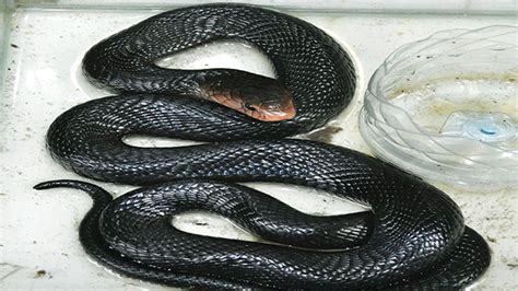 32 ular sendok togel , ula irus) karena ular ini