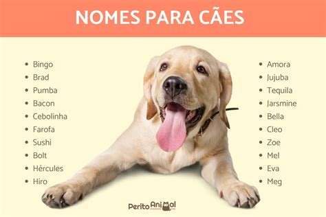 50 nomes para cadelas Nomes para cães machos chihuahua