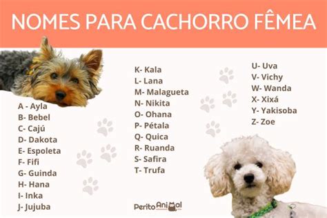 50 nomes para cadelas branca  Nomes para cachorros fÃªmeas pequenos: a Kate Ã© uma cachorrinha da raÃ§a MaltÃªs