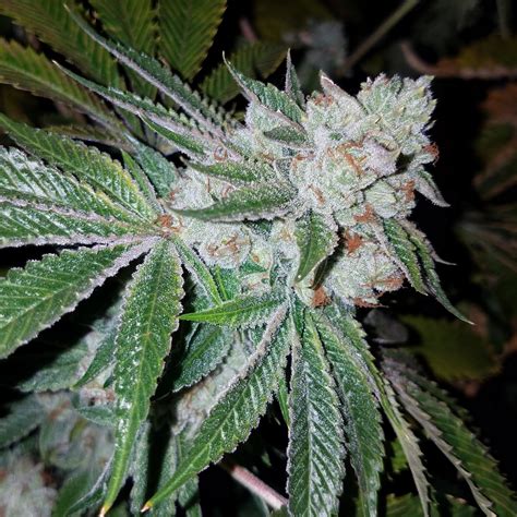 5150 tk s1 x triangle kush seeds Speakeasy had a preorder up in the VIP section for the new CSI they are letting VIP members pick which strains they want