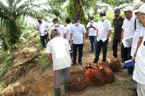 8 hasil perkebunan  10