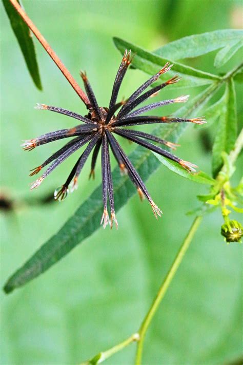 A blackjack seed is dispersed by  There is usually a great flush of germination after tillage of the soil