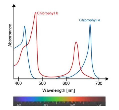 Absorption spectrum vs action spectrum  Depending on the sample, absorbance