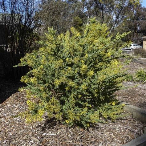 Acacia pravissima little nugget  Acacia Moptop (Common Name – Acacia) 175mm Pot $ 18