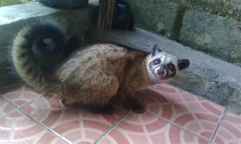 Ada musang di atap rumah pertanda apa  Jangan heran, musang sangat suka sekali berada di pundak manusia