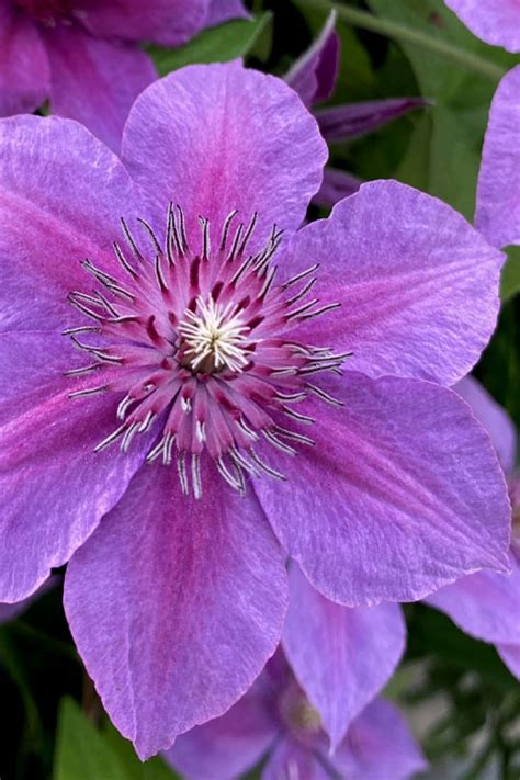 Adams courage clematis  Habituation studies, which involve separation of the habituation stimulus from the test stimulus in time, also reveal dishabituation to a stimulus of a novel color in both 4-month-olds (Bornstein, 1976) and newborns (Adams & Courage, 1998)