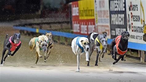 Addington greyhound results  Lance King