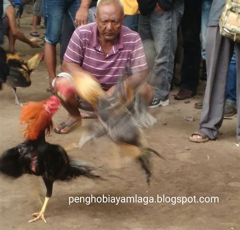 Adu ayam betina  Makna mimpi mengadu ayam jago atau code alam sabung ayam berdasarkan buku seribu mimpi disimpulkan untuk sebuah code jika anda akan alami konflik dengan keluarga anda sendiri