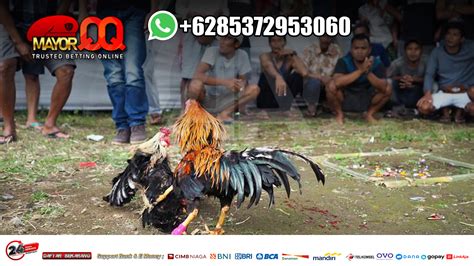 Adu ayam live  Dalam memilih situs sabung ayam judi online anda cukup menyeleksi melalui tampilan dan fungsional yang tidak ribet serta mudah dimengerti untuk bermain jangka lama