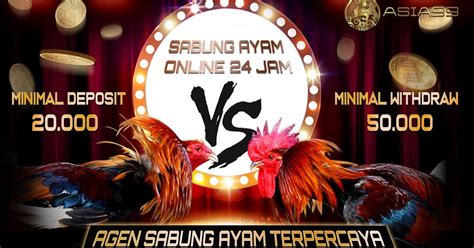 Adu ayam togel  Source: agentogelterpercaya2018