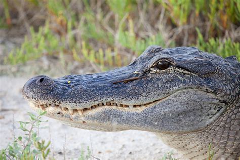 Ag asligacor  Alligators