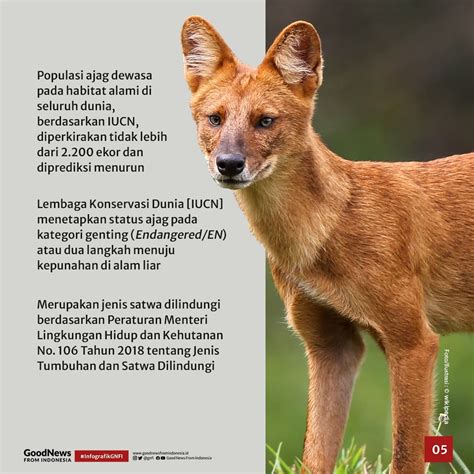 Agama asli obit si anjing  Karena tenar bermain dalam film tersebut, Pal pun lebih sering disapa Lassie ketimbang nama aslinya