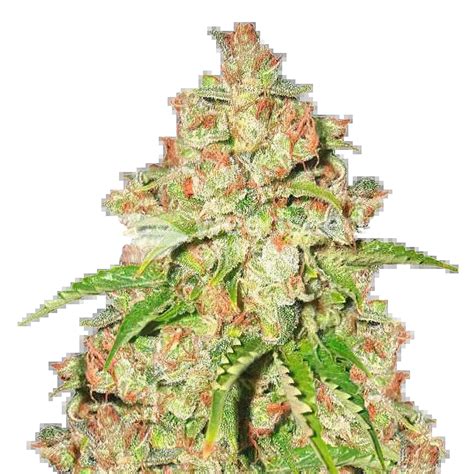 Agent orange feminized  Head Cheese Feminized seeds 88