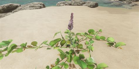 Ajuga stranded deep  Green plant with red top - Found on islands - Cures Heat Stroke - Fairly common