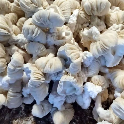 Albino mushroom spores <strong> Add to cart True Albino Teacher (TAT) Mushroom Spores $ 34</strong>