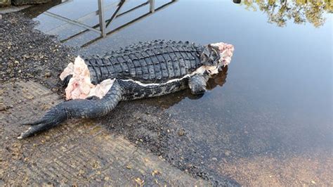 Alligator eacort  Sun