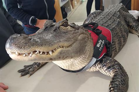 Alligator escorts atlanta  New Photo Listings