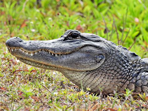 Alligator escorts philadelphia  Totally pleasure and sex related satisfaction are a guaranteed