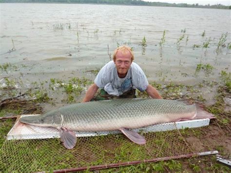 Alligator gar lake lanier  This carnivorous fish poses a significant threat to native fish species in the lake