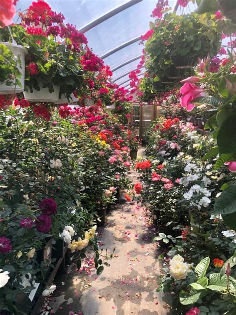 Almo's flower and garden center dracut photos 333 views, 3 likes, 0 loves, 3 comments, 1 shares, Facebook Watch Videos from Almo's Flower & Garden Center: Moving a 12’x24” shed at Mike’s Icecream stand in Dracut MaFirst mum fundraiser of the year in Hopedale Ma 