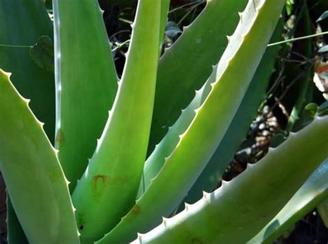 Aloe mucilaginous polysaccharides  a juice obtained from the leaves of a liliaceous plant,