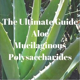 Aloe mucilaginous polysaccharides  They can be identified in chains that support different health benefits for your body