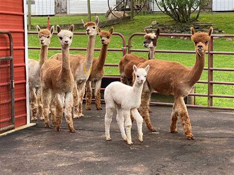 Alpaca ranch raymondville  Hours: Friday-Monday from 10 a