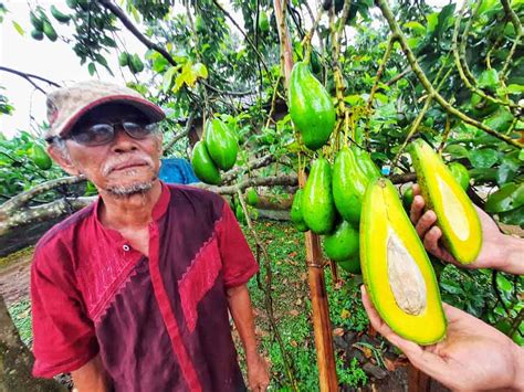 Alpukat siger 000 bibit alpukat siger Ratu Puan kepada ibu ibu Gapokwani (KWT) dari kampung Rejo Basuki dan beberapa kampung lainnya di Lampung