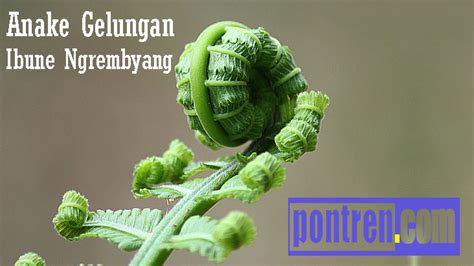 Anake gelungan ibune ngrembyang seneng banget susah bing 15 Yen wong tuwamu repot ya aja digegem tangane