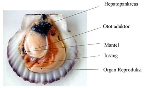 Anatomi kerang 4 Makanan Kerang mutiara bersifat filter feeder sebab hidupnya menetap maka kebutuhan akan makanannya sangat tergantung pada makanan alami yang ada di perairan sekitarnya atau terbawa arus dan disaring melalui mantel dan insang