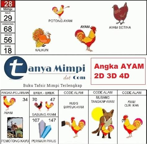 Angka ayam togel  Angka ayam dalam togel adalah salah satu jenis permainan togel yang relatif mudah