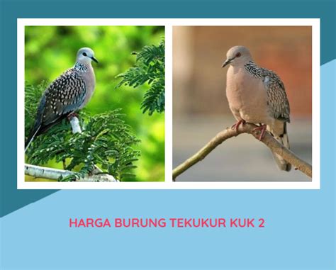 Angka burung tekukur 8 Ad Sangkar Burung