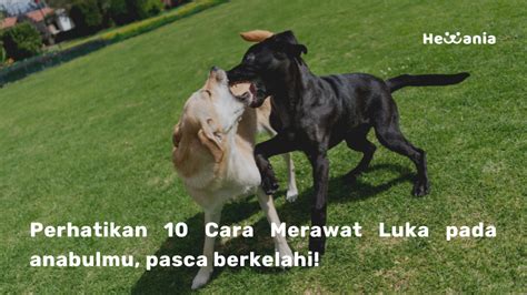 Anjing berkelahi erek erek Tafsir Mimpi Lihat Anjing Berkelahi