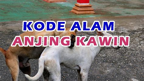 Anjing kawin 4d togel com