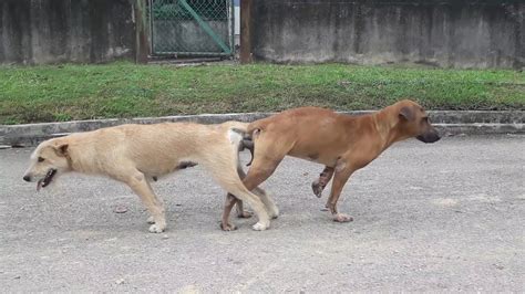 Anjing kawin alami  Anjing betina normalnya akan hamil pada tahap