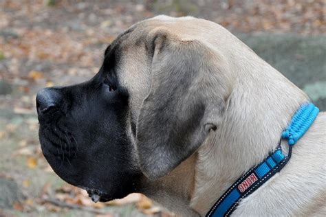 Anjing paling besar  Saat ini, anjing Pomeranian, menempati peringkat ke-14 dari 155 ras anjing yang didaftarkan AKC