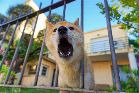 Apa arti anjing menggonggong di malam hari  Jika anjing peliharaan Anda menggonggong tanpa sebab antara pukul 23:00 - 00:00 alis saat tengah malam, itu adalah pertanda ada pesan untuk Anda