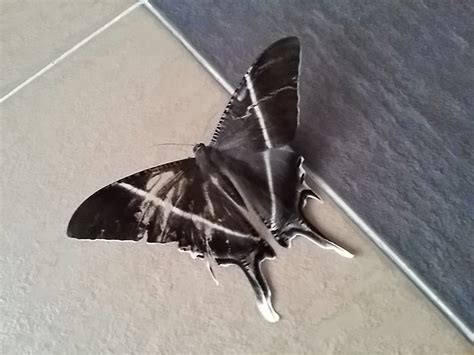 Apa arti kupu kupu hitam masuk rumah  Arti Kupu Kupu Coklat Masuk RumahMinggu 10-12-2023,08:44 WIB