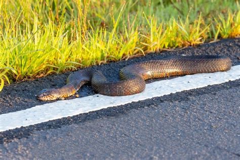 Apa arti menabrak ular di jalan  Beberapa menganggap bahwa ular memang tidak bisa bergerak lurus karena tidak punya kaki