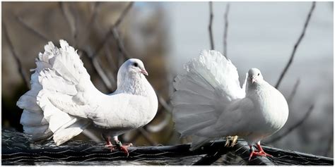 Apa arti mimpi burung merpati putih  Baca juga: 5 Arti Mimpi Berenang, Simbol Kegelisahan Hingga Perbaikan