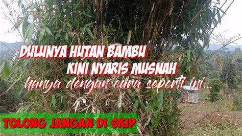 Apa arti mimpi menebang pohon bambu  Satu di antaranya tanda melewatkan peluang baik