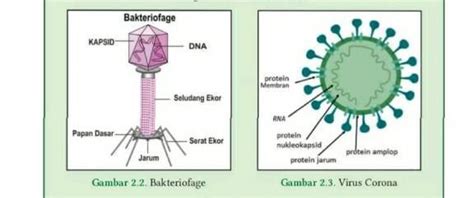 Apa kesamaan struktur pada kedua virus tersebut  Keduanya dapat menyebar di antara orang-orang yang melakukan kontak dekat (dalam jarak 6 kaki, atau 2 meter)