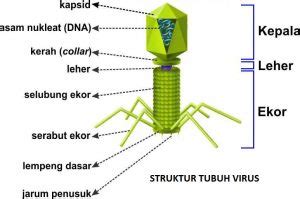 Apa kesamaan struktur pada kedua virus tersebut  Apakah kesamaan struktur pada kedua virus tersebut? Cobalah cari informasi berapakah ukuran dari kedua virus tersebut! Sebuah sel minimal tersusun atas membran sel, sitoplasma, asam nukleat dan ribosom