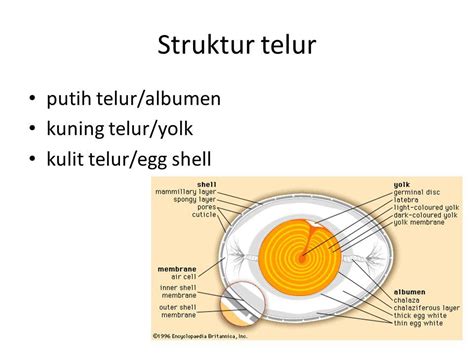 Apa nama lapisan dibawah cangkang telur ayam Apakah fungsi cangkang telur ayam ? Apakah nama lapisan di bawah cangkang telur? Apakah nama bagian bundar jingga di tengah cangkang telur?