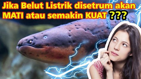 Apakah belut listrik jika disetrum akan mati  Saat tersetrum listrik, mengalami beberapa efek pada tubuh seperti berikut ini : 1